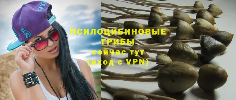 Галлюциногенные грибы Psilocybe  Заинск 